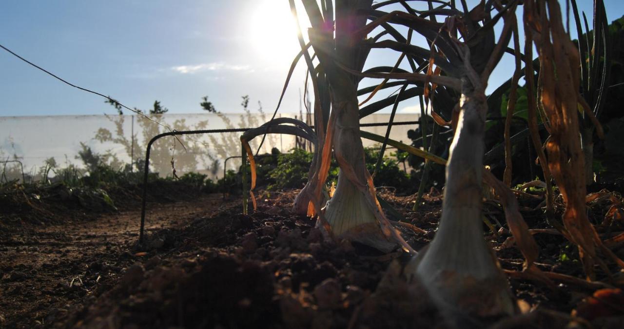 Finca Gaia La Segunda เกีย เด อิโซรา ภายนอก รูปภาพ